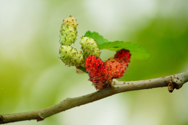 berry-branch-close-up-64282